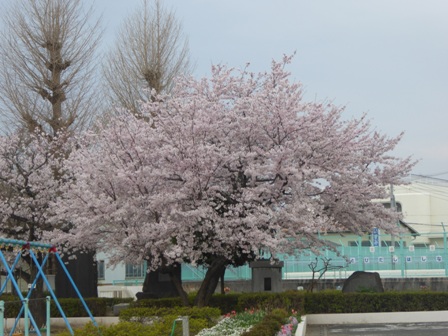 校庭の桜